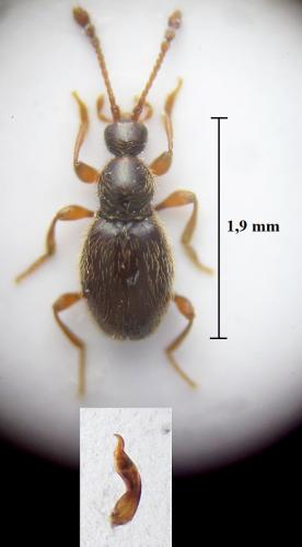 Scydmaenus tarsatus